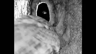 Tawny Owl Digging out a Nest | Discover Wildlife | Robert E Fuller