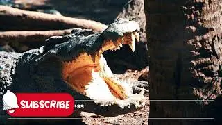 Crocodile Ambush: Survival at the Riverbank | Deadly Predator vs Prey in the Wild #wildlife