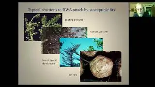 Balsam Woolly Adelgid: the Smallest and Biggest Reason to Reconsider the Importance of Subalpine Fir