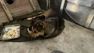 She refuses to eat, but without food, how can she produce milk for her puppies?