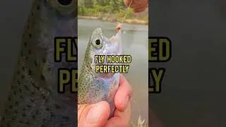 CLEAR BUBBLE METHOD!!#troutfishing #trout #fishingvideo #fishinglife #fishing #flyfishing #fish