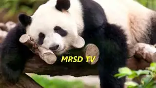 29 Giant Funny Panda Bear! Top 29 Giant Panda Bear Luxuriant Black & White#29