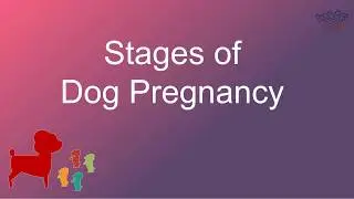 Stages of Dog Pregnancy - Week By Week Calendar with Images