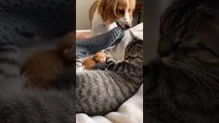 A Gentle Dog Watching Over a Loving Cat Peaceful Moments Together #pets #dogsoftiktok #catsoftiktok