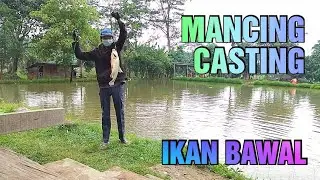 Mancing Casting Ikan BawaL Menggunakan Lure Minnow.