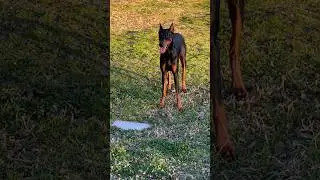 Hey You doggie❤️#trending #viral #shortsfeed #shorts #ytshorts #funny #comedy #dog #dogshorts #dogs