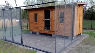Gołebie Hiszpana6
