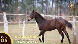 LOTE 005 - ATACAMA JECK - 6&ordm; LEIL&Atilde;O AGRO CPMF & HARAS MSL