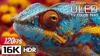 Color That Breathes — Dolby Vision in Stunning 16K HDR 120fps