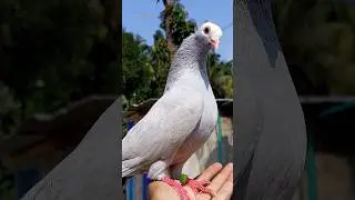 Mukhi pigeon is sitting on my hand 🕊🔥 || #shorts