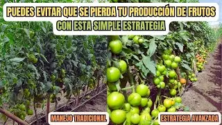 La Mejor Estrategias para duplicar la producción en cultivos de tomates en 2025