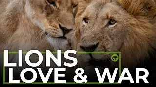 LIONS, Love & War