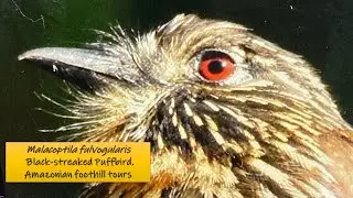 Malacoptila fulvogularis, Black-streaked Puffbird, Amazonian foothill tours  COLOMBIA