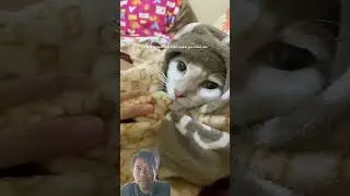 #cat #imut #funnyreverse #funnyreverse #catfunny #catfunny #funny #funny #funnyreversecat