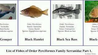 List of Fishes of Order Perciformes Family Serranidae Part 1. grouper comber bass cod hamlet coral