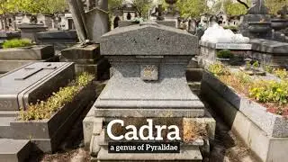 How Does Cadra Look? | How to Say Cadra in English? | What is Cadra?