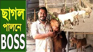 ছাগল পালনে BOSS | বছরে লাভ ৬ লাখ টাকা | উন্নত জাতের ছাগল পালন পদ্ধতি | Safollo Kotha Ep 146