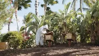 Как разводить пчёл на Гавайях в отеле Fairmont Orchid Resort