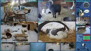 FREE DAILY FEED - Relax with ducks, goats, pups, squirrels, bunnies and other animals!