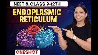Endoplasmic Reticulum (ER) &ndash; Structure, Types & Functions | Biology  #EndoplasmicReticulum