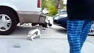 Rabbit vs Duck 2