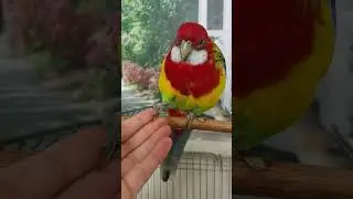Rosella Bird Handshakes 🤝🏻  #bird #parrot #pets