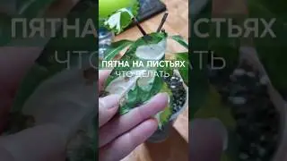 Пятна на листьях комнатных растений, причины.