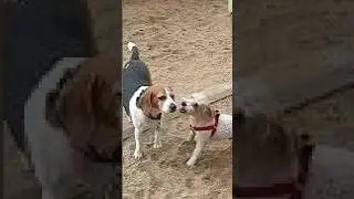 Cómo celebraron Whyrm y Neal el cumple de su dueña hace unos años