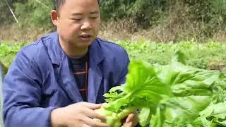 阿英家榨菜头喜迎大丰收，个头真大，砍的好过瘾#日常vlog #在家的日子 #乡下 #三农#砍榨菜