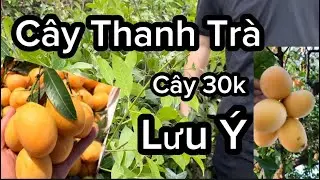 Cây Giống Thanh Trà Ngọt, Quả Thơm Ngon( Cây 30k ) Cẩn Thận Khi Mua Cây Thanh Trà , Nên Xem Hết