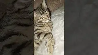 #cat #мау #кошки #кот #мем