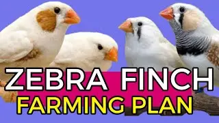 Zebra Finch Farming Plan l Zebra Finch Breeding, Feed & Cage System