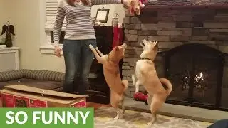 These Shiba Inu Dogs REALLY Get Into The Christmas Spirit!