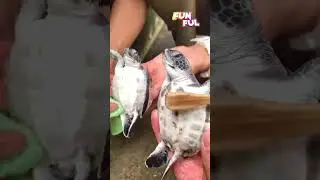 Twin Turtles Cleaning  #shorts #tortoise #turtle #turtles