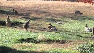 Kangaroo Conservation Center - KangaRanger Tour
