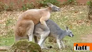 mating kangaroo //التزاوج عند الكنغر