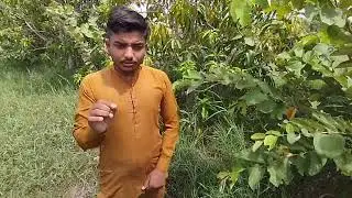 Phalsa Fruit information | Benefits Uses & Facts You Didn't know