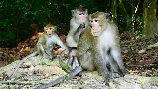ARA and mum Anna, Baby Ara monkey hungry 550