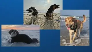 Dog Aging Project enrolls 50,000 dogs to study longevity | WSOC-TV