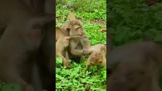 061210 #monkey #wildprimatechannel #animals #primatelove #cute #primateworld #nature #primate