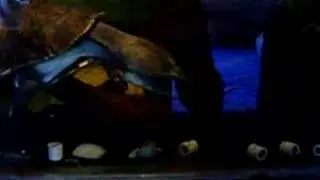 Batrachemys raniceps eating