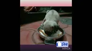 45 days pug eating food