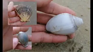 shelling~捡贝壳~ found my 1st miliaris cowrie & midas ear cassidula