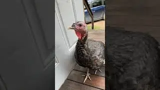 My Turkey likes attention #turkey #buddy #love #farming #shorts #foryou #subscribe #like
