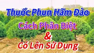 Nông Nghiệp - Thuốc Phun Hãm Cây Đào - Cách Phân Biệt Và Có Lên Sử Dụng-Vườn Nhà Bon (p19) #daotet