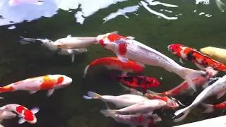 Koi pond at Waipouli Beach Resort, Kauai