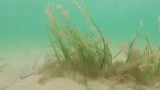 Discover the incredible underwater world of seagrass meadows! | Mounts Bay