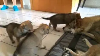 cuccioli cane lupo cecoslovacco