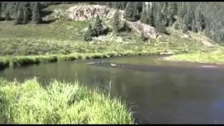 ducks.avi