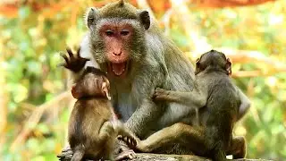 EMOTIONAL ANGRY_ WHY MUM MONKEY JANE SO MEAN TO OTHER BABIES?